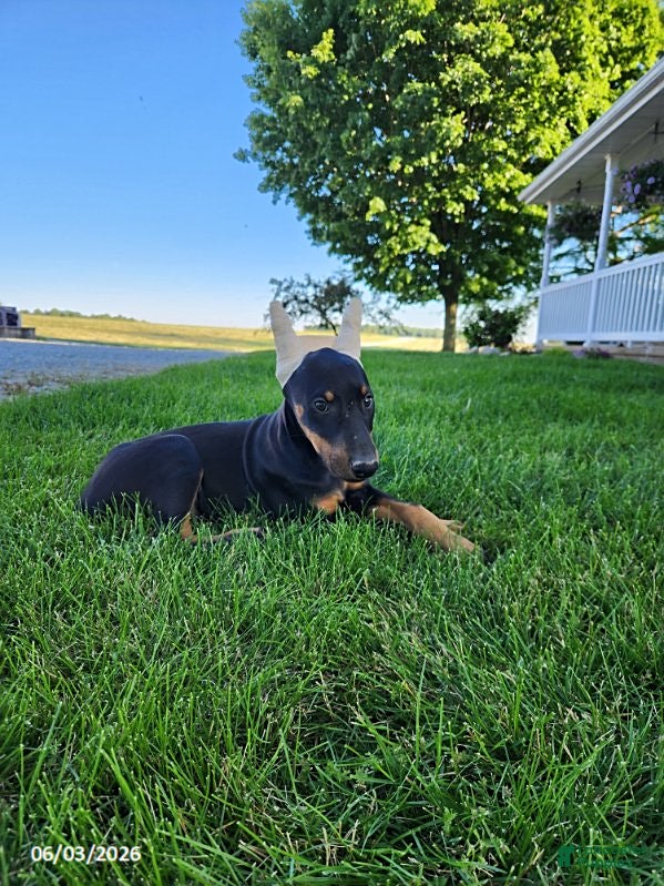 Doberman Pinscher dogs for sale: Roxie - Ad 3