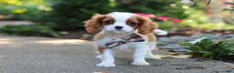 Cavalier King Charles Spaniel dogs for sale: Gus - Ad 5