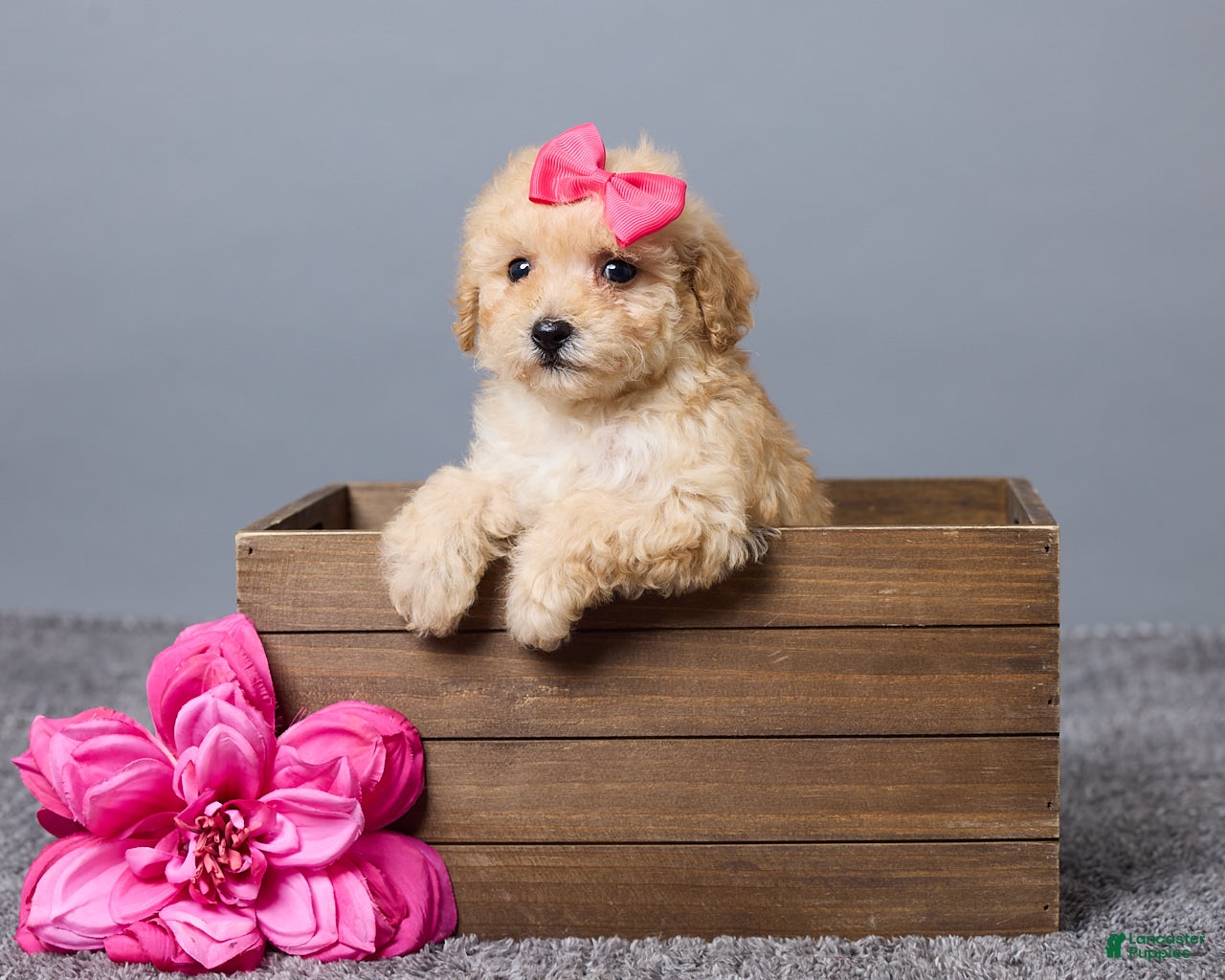 Miniature Poodle dogs for sale: Rita - Ad 3