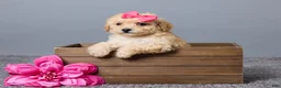 Miniature Poodle dogs for sale: Rita - Ad 1