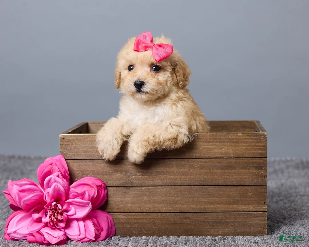 Miniature Poodle dogs for sale: Rita - Ad 1