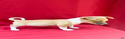 Chihuahua dogs for sale: Chihuahua 2 - Ad 4