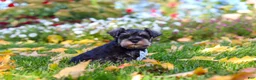 Miniature Schnauzer dogs for sale: Leon - Ad 3