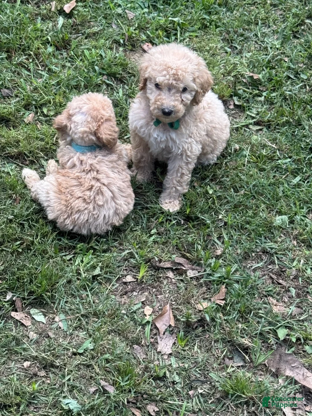 Standard Poodle dogs for sale: Green Boy - Ad 1