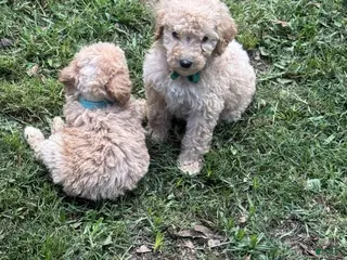 Standard Poodle dogs Green Boy - Ad 1