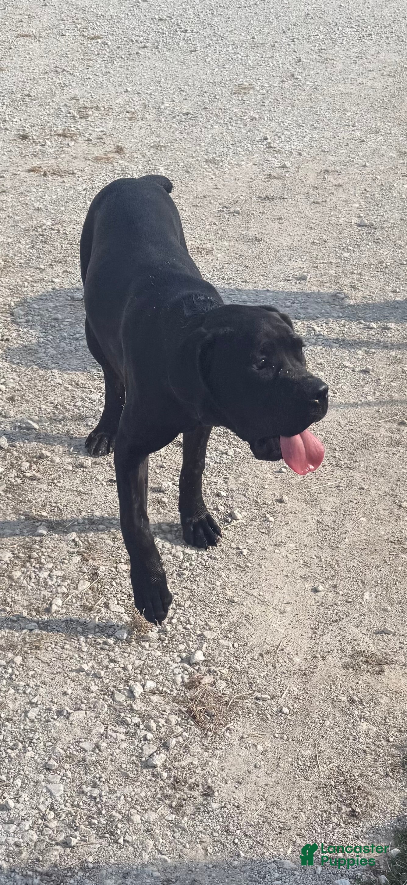 Cane Corso dogs Loretta  - Ad 2
