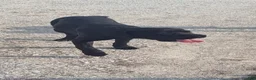 Cane Corso dogs for sale: Loretta  - Ad 2