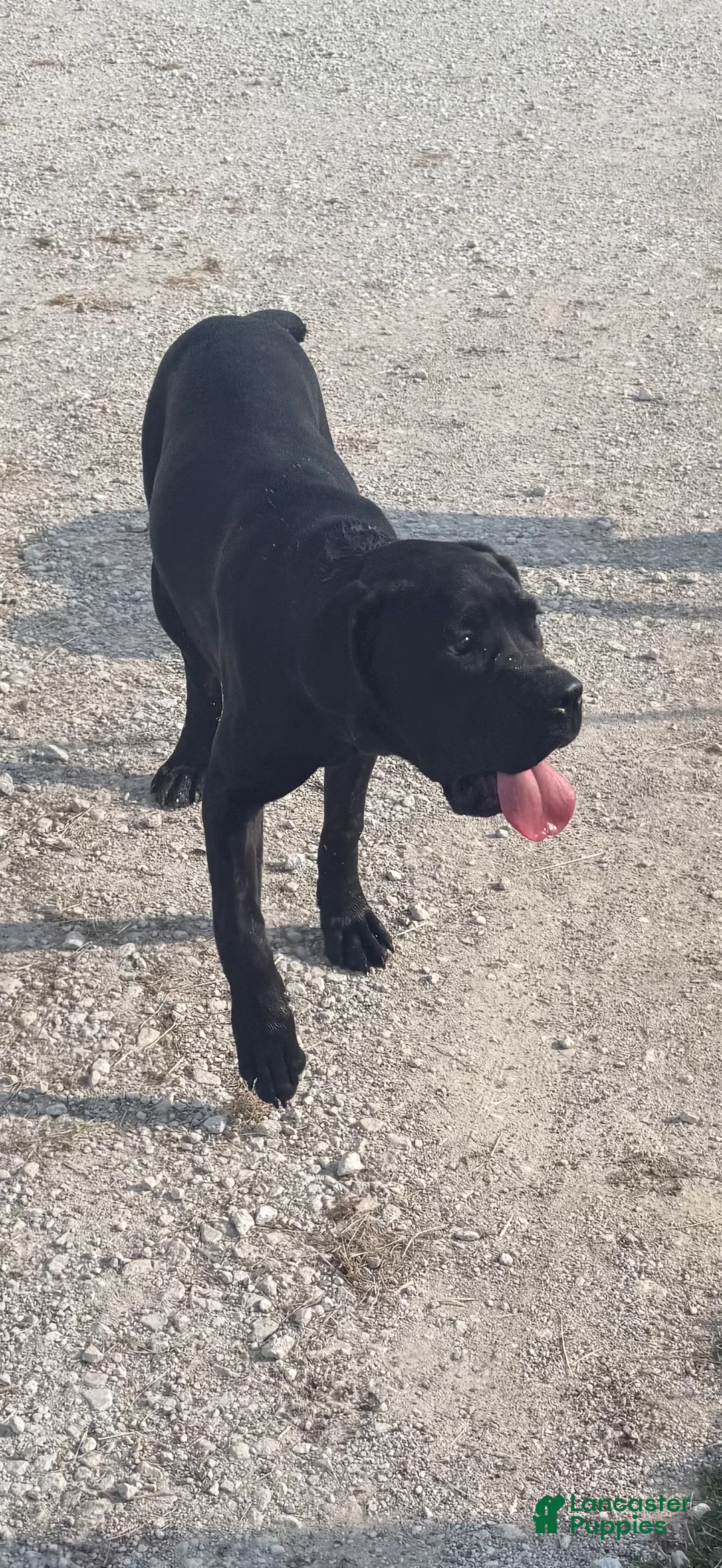 Cane Corso dogs for sale: Loretta  - Ad 2