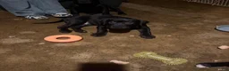Mixed Breed dogs for sale: Mixed Breed 6 - Ad 5