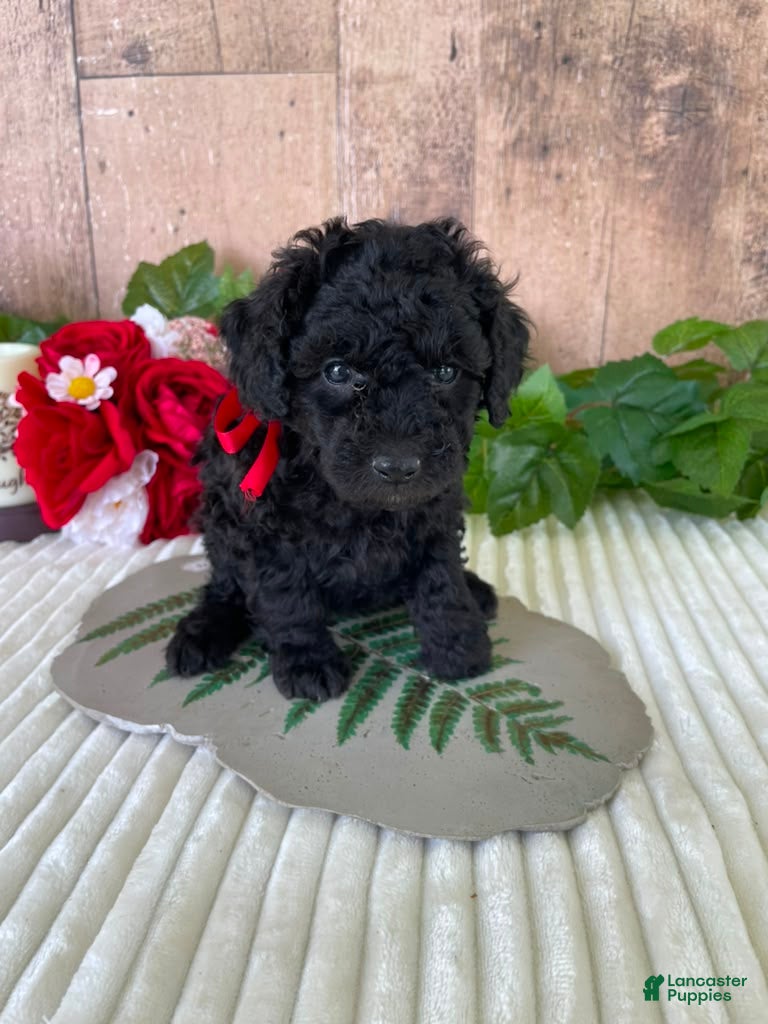 Mini Goldendoodle dogs Miss Warbler - Ad 9
