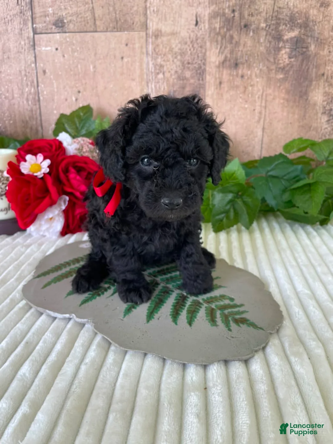 Mini Goldendoodle dogs for sale: Miss Warbler - Ad 1