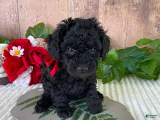 Mini Goldendoodle dogs Miss Warbler - Ad 9