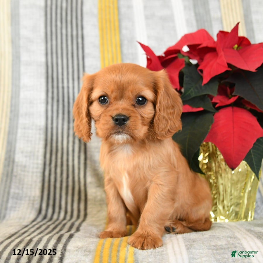 Cavalier King Charles Spaniel dogs Waffles - Ad 12