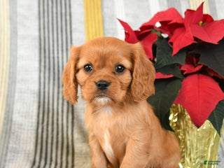 Cavalier King Charles Spaniel dogs Waffles - Ad 17