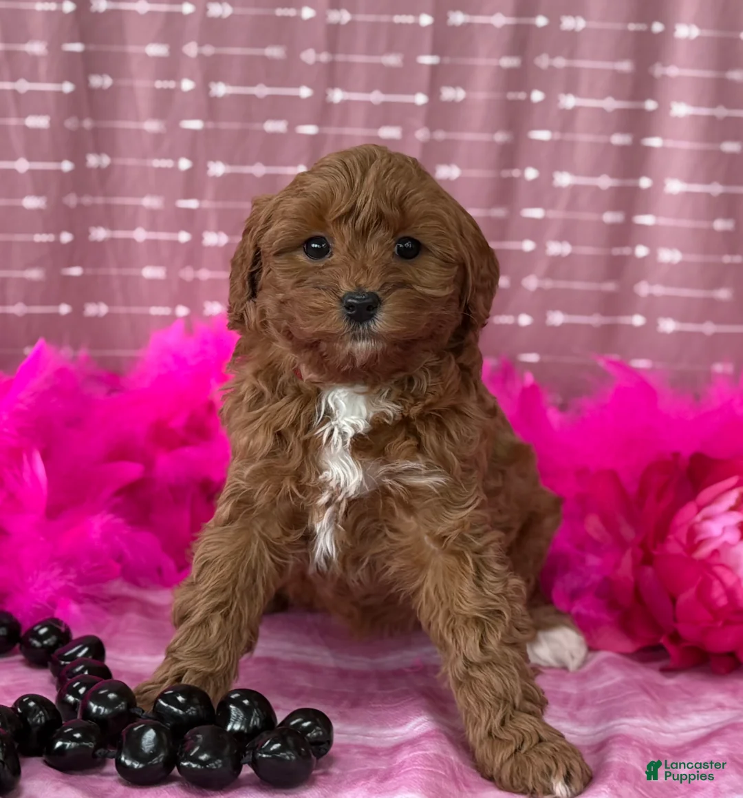 Cavapoo dogs for sale: Dulcie  - Ad 9