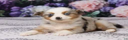 Miniature Australian Shepherd dogs for sale: Molly - Ad 5