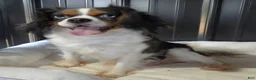 Cavalier King Charles Spaniel dogs for sale: Cavalier King Charles Spaniel Puppy 1 - Ad 7