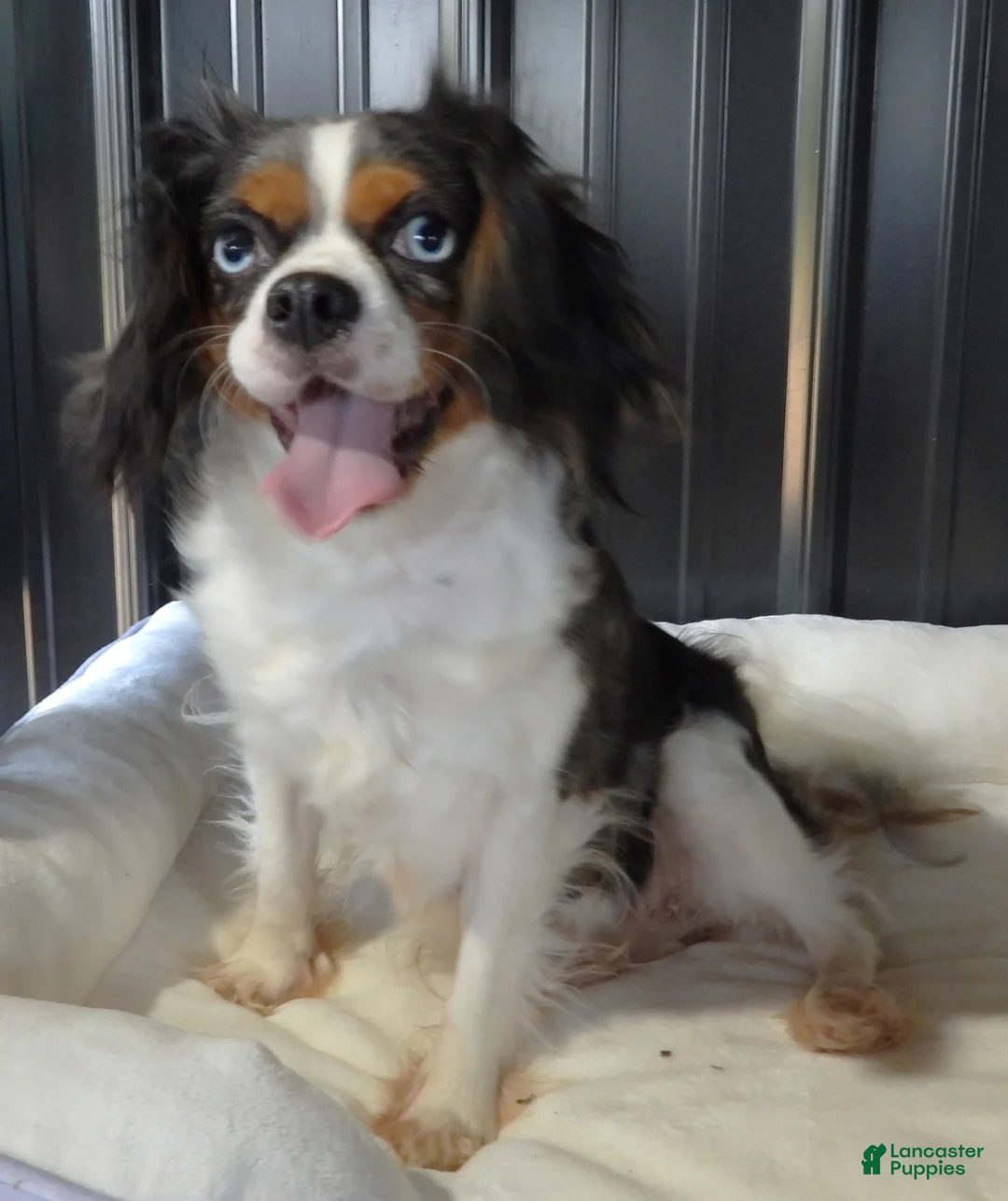 Cavalier King Charles Spaniel dogs for sale: Cavalier King Charles Spaniel Puppy 1 - Ad 7
