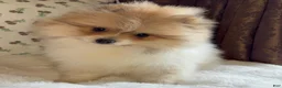 Pomeranian dogs for sale: Pomeranian Puppy Steve - Ad 8