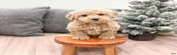 Goldendoodle dogs for sale: Benji - Ad 3