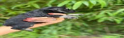 Miniature Schnauzer dogs for sale: Miniature Schnauzer Puppy 5 - Ad 3
