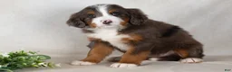 Bernedoodle dogs for sale: Shane - Ad 6