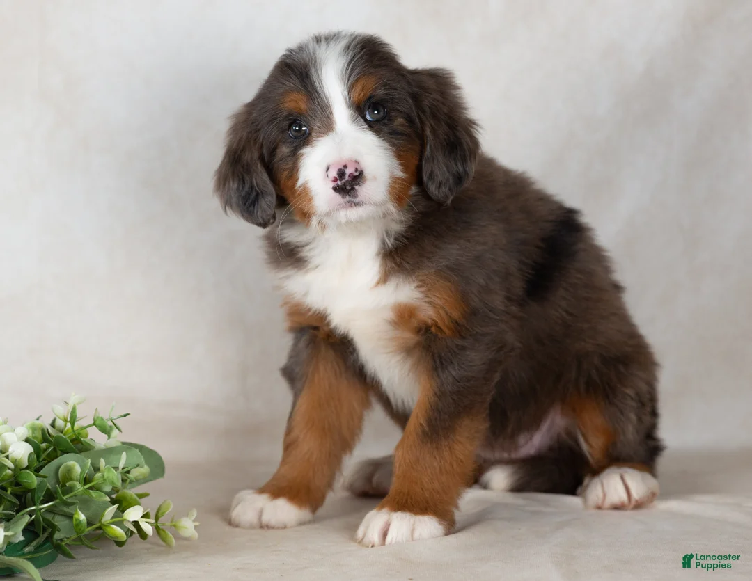 Bernedoodle dogs for sale: Shane - Ad 6