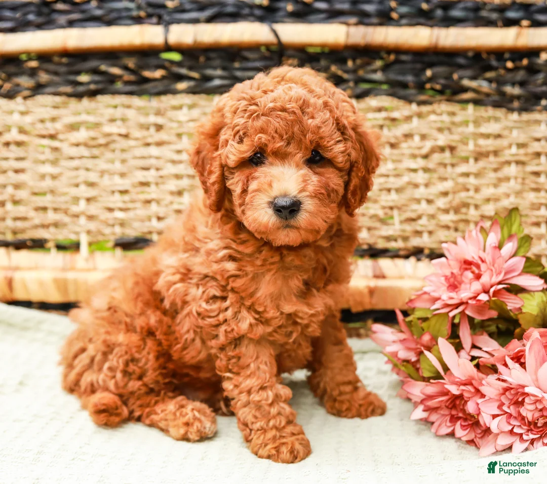 Miniature Labradoodle dogs for sale: Berry - Ad 1