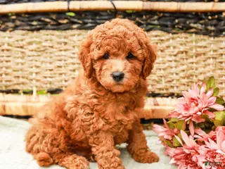 Miniature Labradoodle dogs for sale: Berry - Ad 4