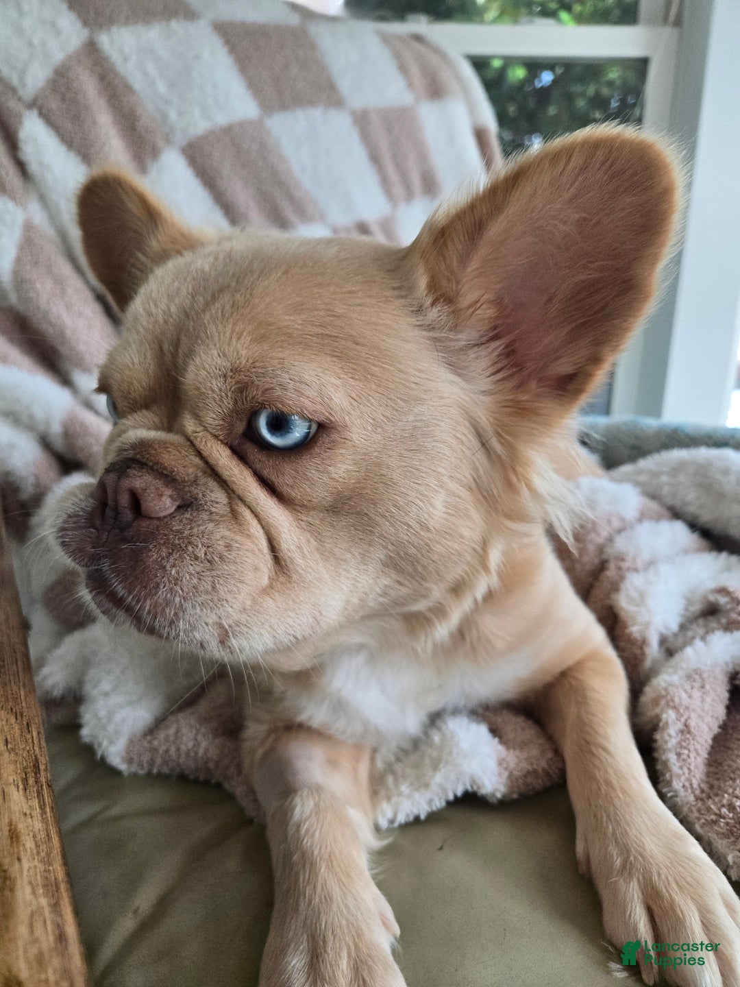 French Bulldog dogs for sale: Zari - Ad 5