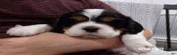 Cavalier King Charles Spaniel dogs for sale: Cavalier King Charles Spaniel Puppy 1 - Ad 2