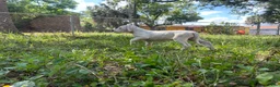 Dogo Argentino dogs for sale: Dogo Argentino Rose - Ad 2
