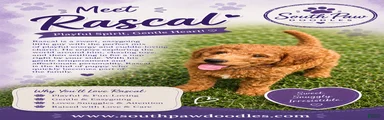Rascal