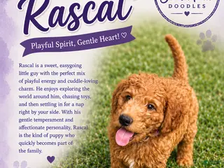 Goldendoodle dogs for sale: Rascal - Ad 1