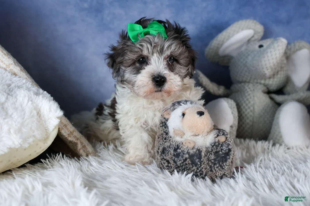 Havapoo dogs for sale: EDDIE - Ad 8