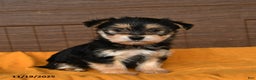 Morkie dogs for sale: Raggedy Ann - Ad 1