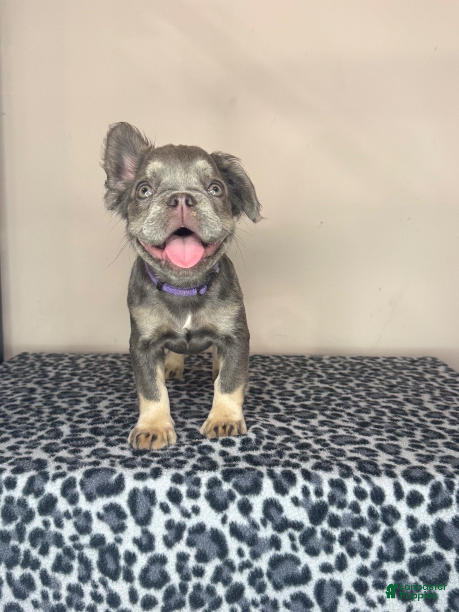 French Bulldog dogs French Bulldog 6 - Ad 35