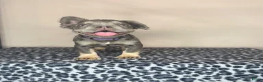 French Bulldog 6