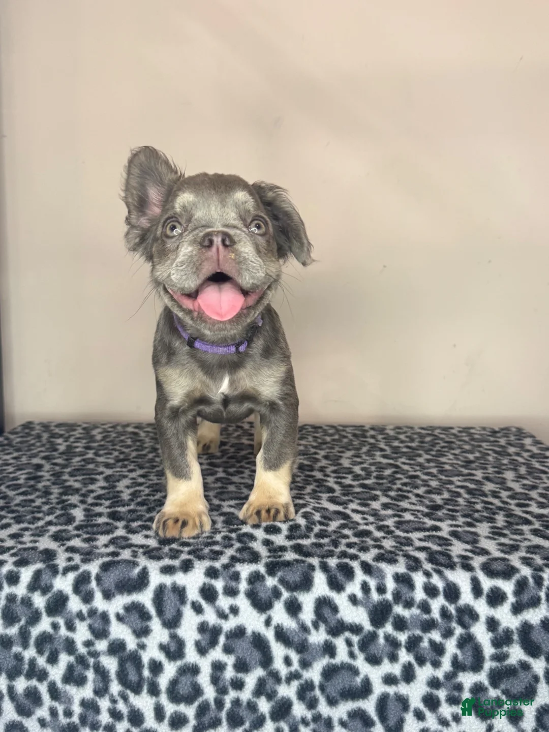 French Bulldog dogs for sale: French Bulldog 6 - Ad 1