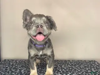 French Bulldog dogs French Bulldog 6 - Ad 40