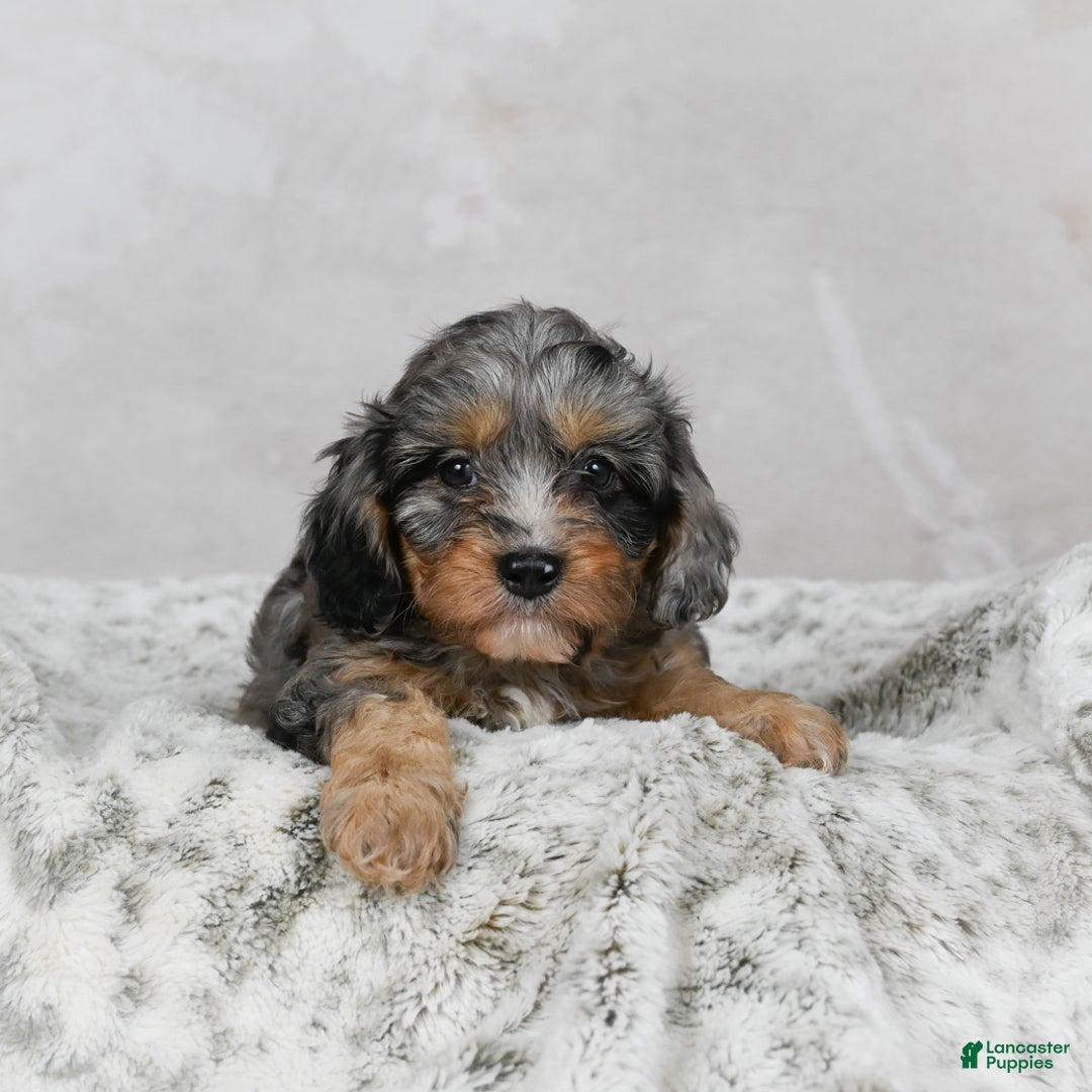 Cavapoo dogs for sale: Libby - Ad 4