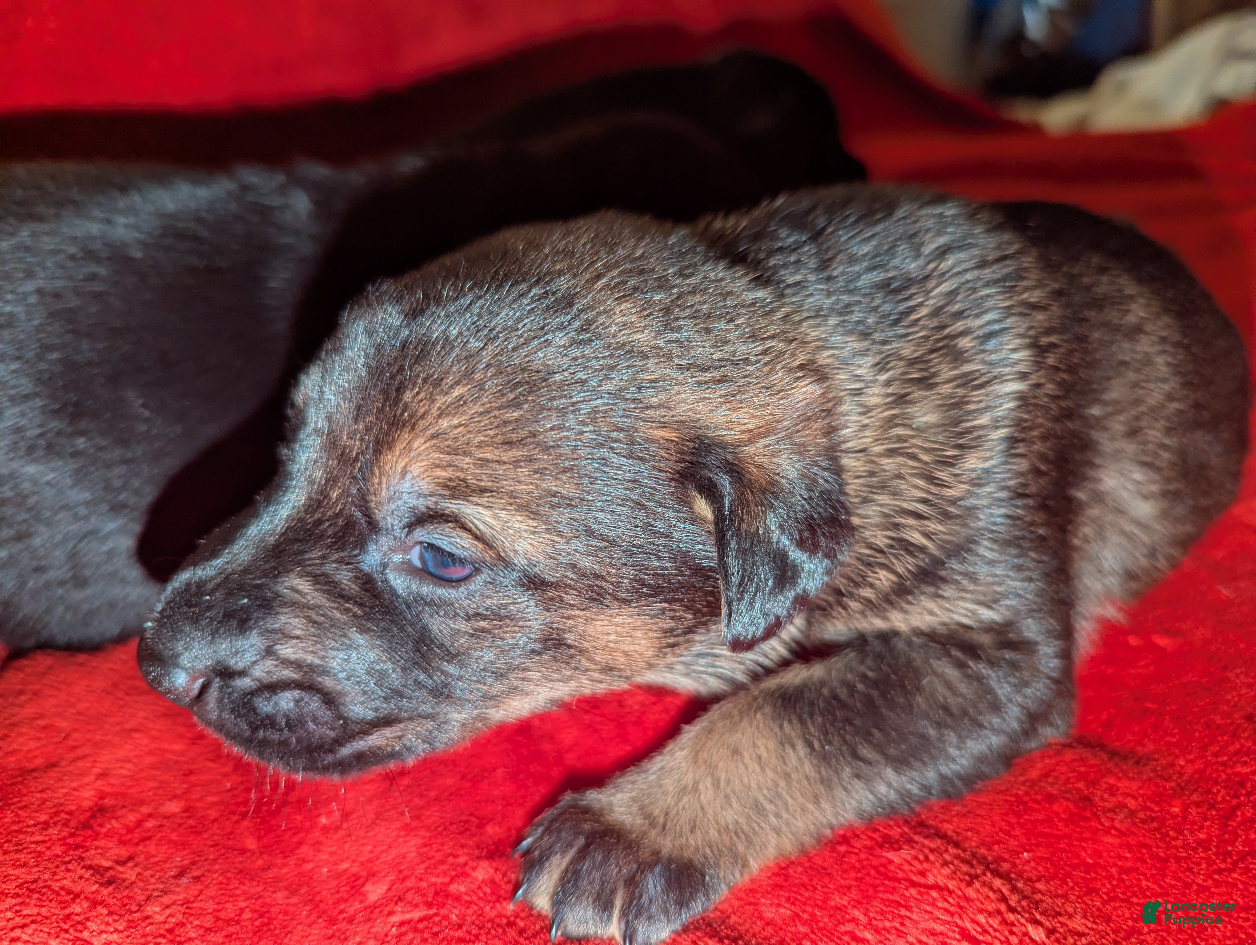Mixed Breed dogs Mixed Breed Puppy 1 - Ad 32