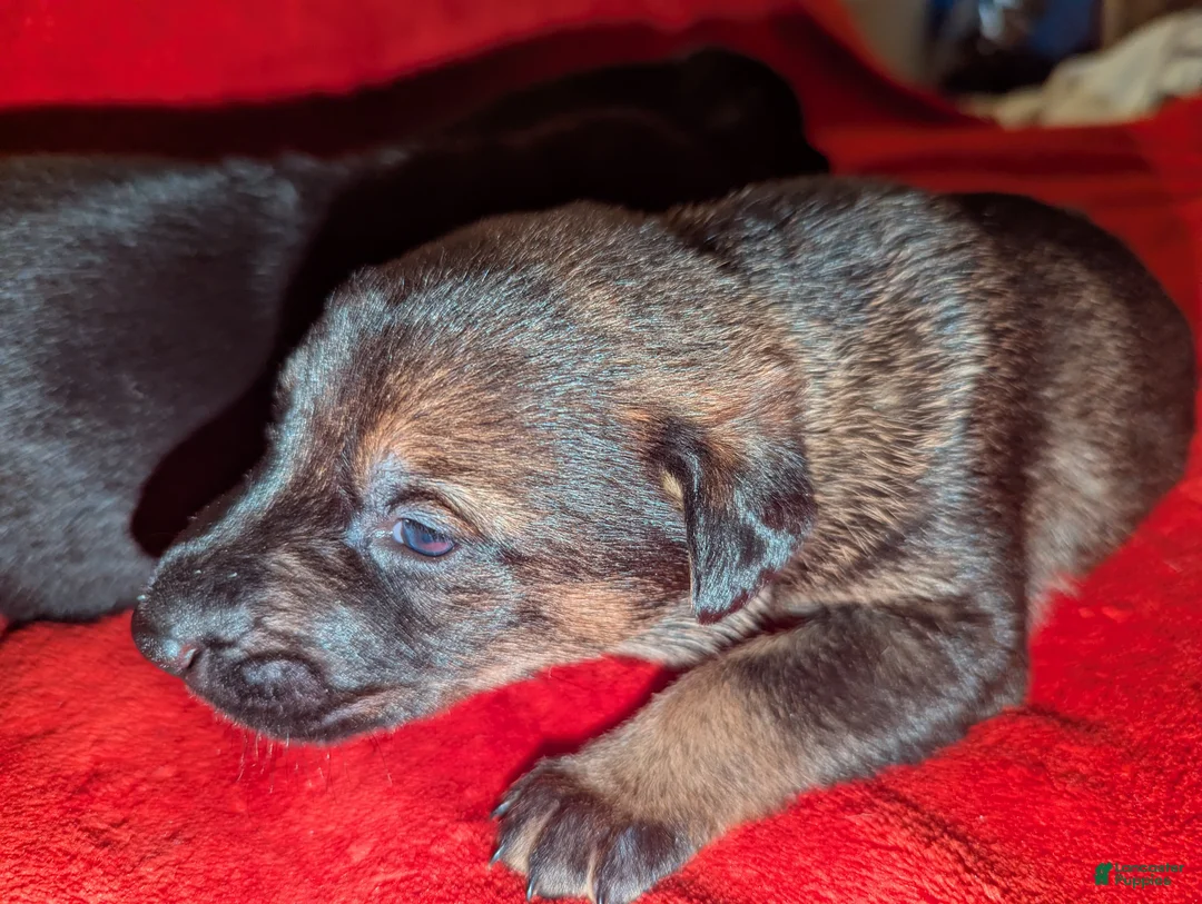 Mixed Breed dogs for sale: Mixed Breed Puppy 1 - Ad 1