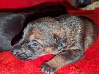 Mixed Breed dogs Mixed Breed Puppy 1 - Ad 32