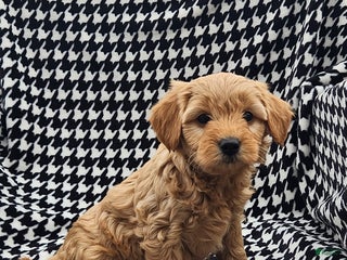 Mini Goldendoodle dogs Tina - Ad 21