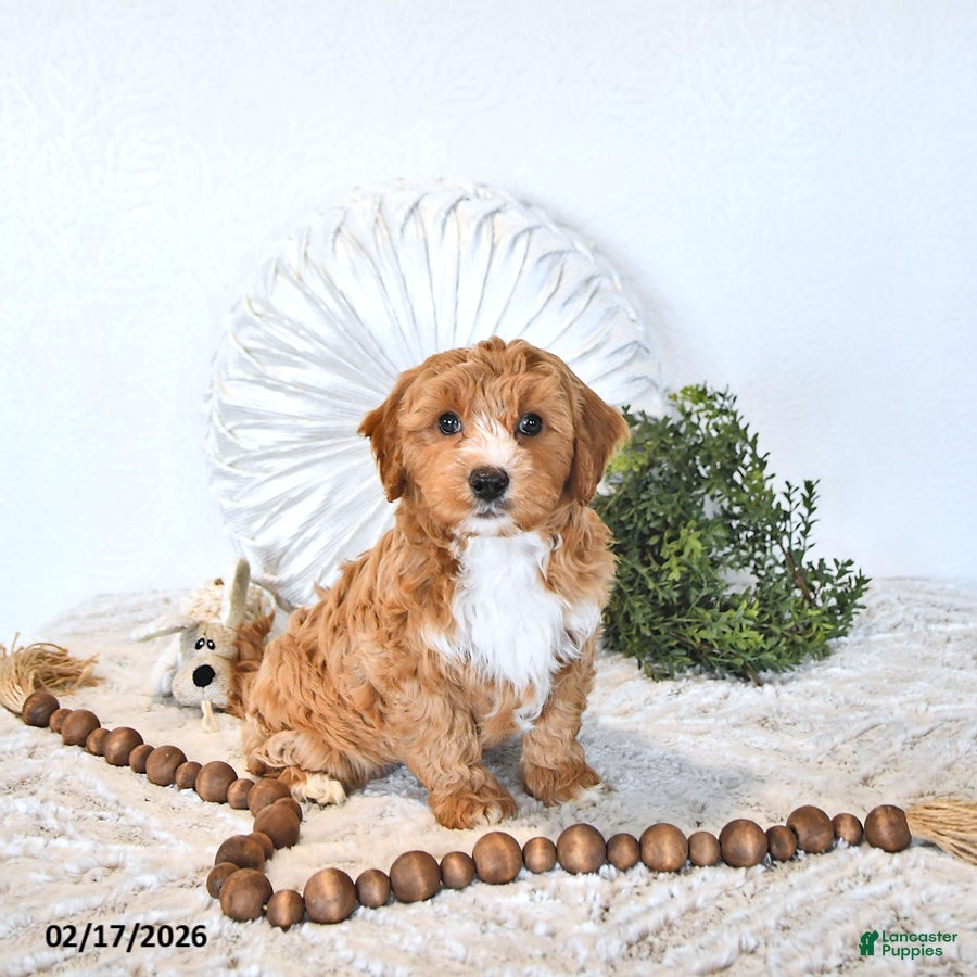 Mini Goldendoodle dogs Finn - Ad 1