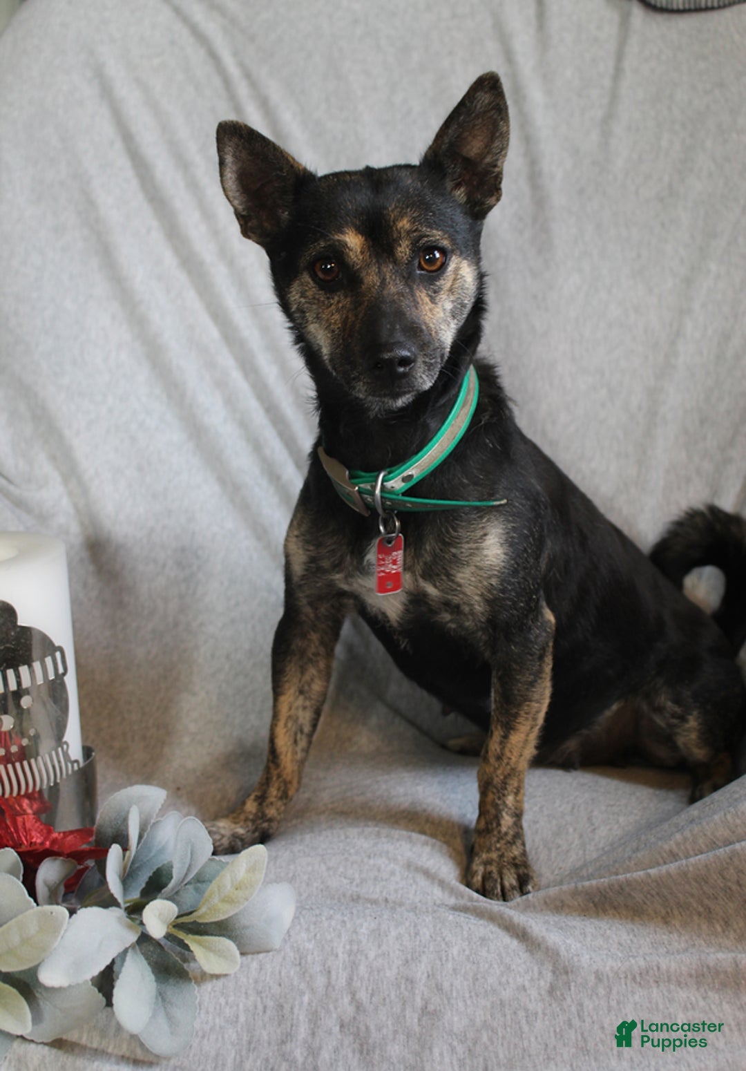 Mixed Breed dogs for sale: Luna - Ad 10