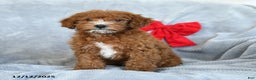 Miniature Poodle dogs for sale: Roscoe - Ad 1