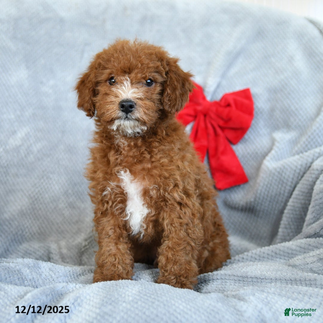 Miniature Poodle dogs for sale: Roscoe - Ad 1