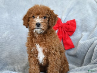 Miniature Poodle dogs Roscoe - Ad 16